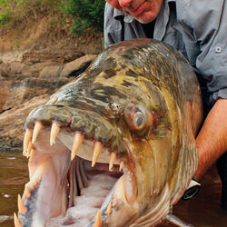 Jeremy Wade River Monsters Wiki Fandom Watch full episodes, get behind the scenes, meet the cast, and much more. jeremy wade river monsters wiki fandom