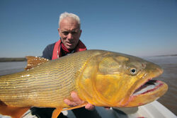 Golden Dorado River Monsters Wiki Fandom Golden Dorado River Monsters Wiki Fandom