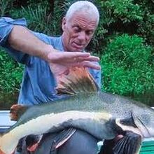 Banana catfish Clearance