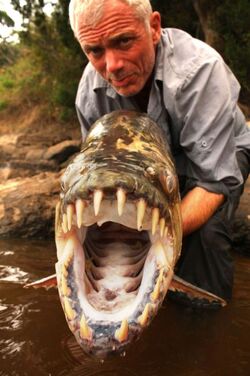 goliath tiger fish attacks crocodile