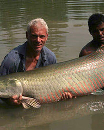 Arapaima River Monsters Wiki Fandom