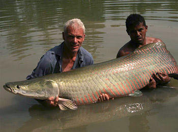 Arapaima, River Monsters Wiki