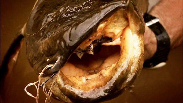 African Marbled Lungfish