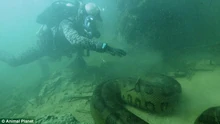 Jeremy with an Anaconda underwater. Jeremy had to go swimming to see this monster as he couldn't catch it on a rod.