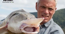 Jeremy holding a rare and endangered Kaluga Sturgeon.