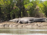 Saltwater Crocodile
