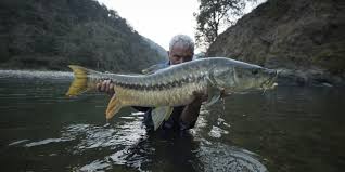 Golden Mahseer, River Monsters Wiki