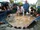 Giant Freshwater Stingray