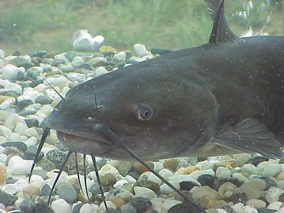 A Channel Catfish
