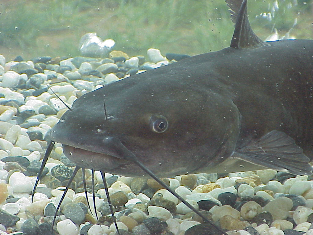 Category:Catfish, River Monsters Wiki