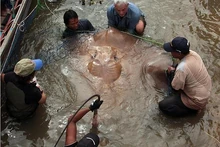 Jeremy Wade and the team of scientists with Jeremy's giant stingray.