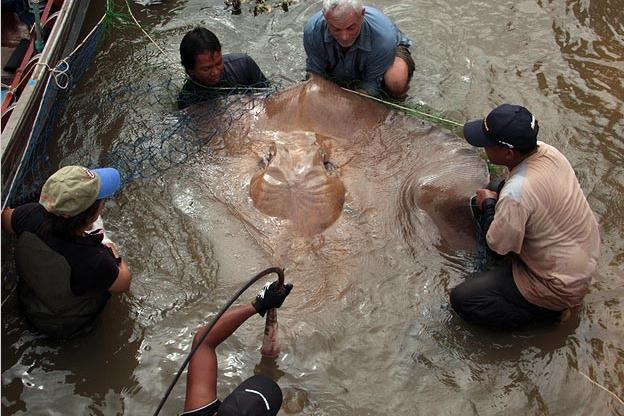 giant freshwater stingray barb