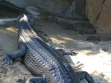 Gharial