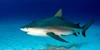 Bull Shark