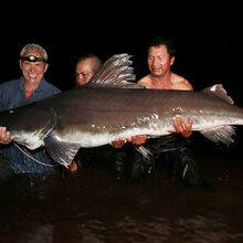 River monsters fish list clearance