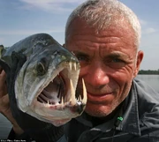 Jeremy wade with a Payara.