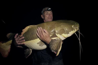 Amazon Apocalypse | River Monsters Wiki | Fandom