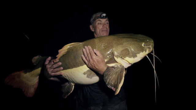 jeremy wade redtail catfish