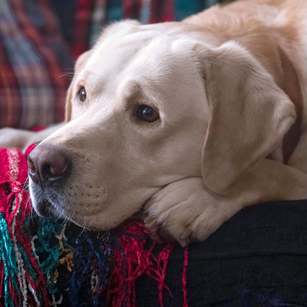 Vegas Riverdale Wiki Fandom