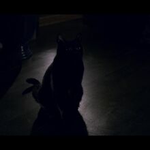 Salem Archieverse Wiki Fandom Start your free trial to watch sabrina: salem archieverse wiki fandom