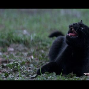Salem Archieverse Wiki Fandom Well, he tried to take over the world! salem archieverse wiki fandom