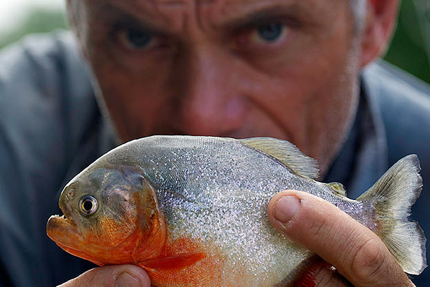 Canadian Horror, River Monsters Wiki