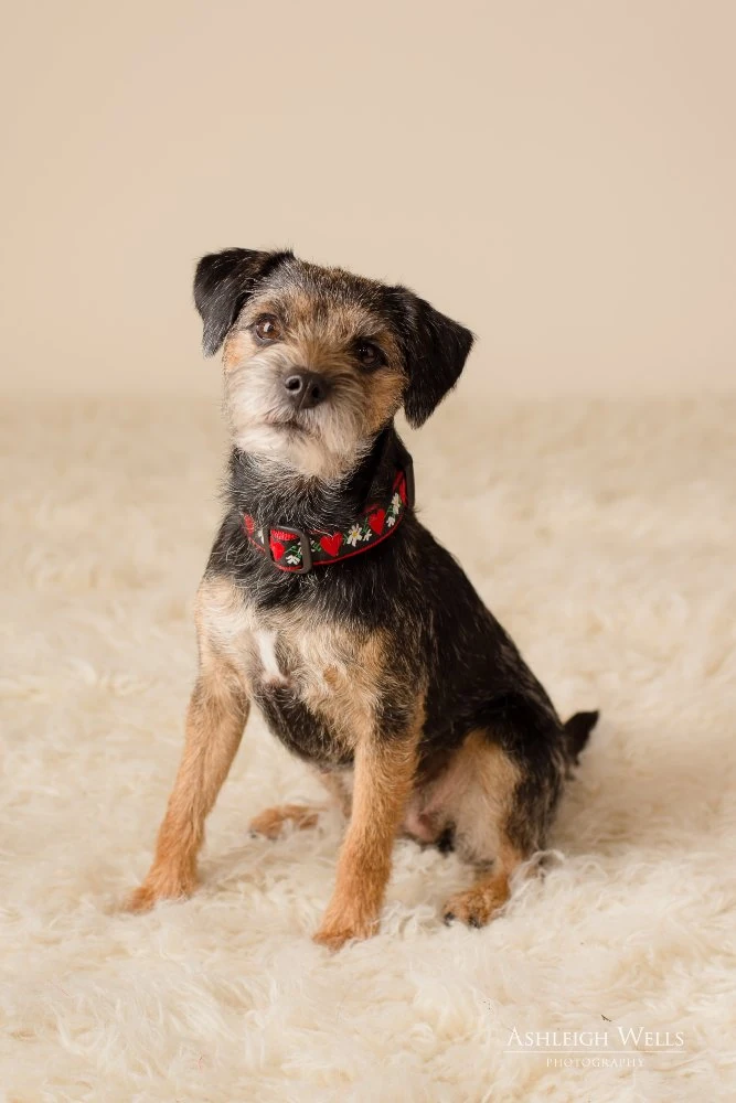 Gidget Wonder Wiki Fandom