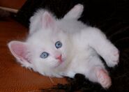 Turkish-angora4