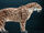 Smilodon fatalis