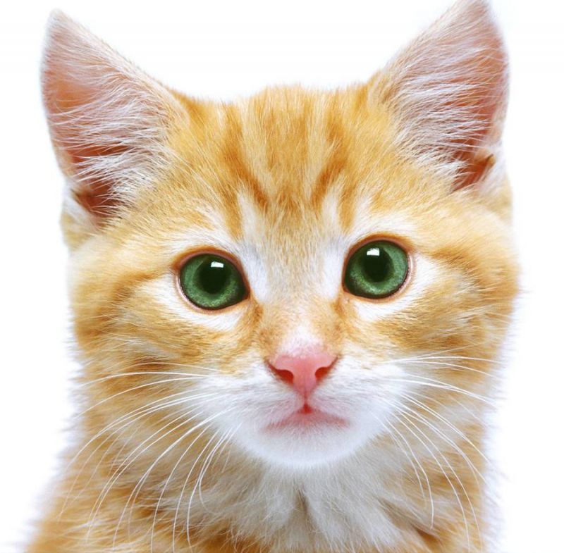 Рыжие кошки | Кошки и собаки Вики | Fandom