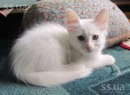 Animals-cats-turkish-angora-2.800