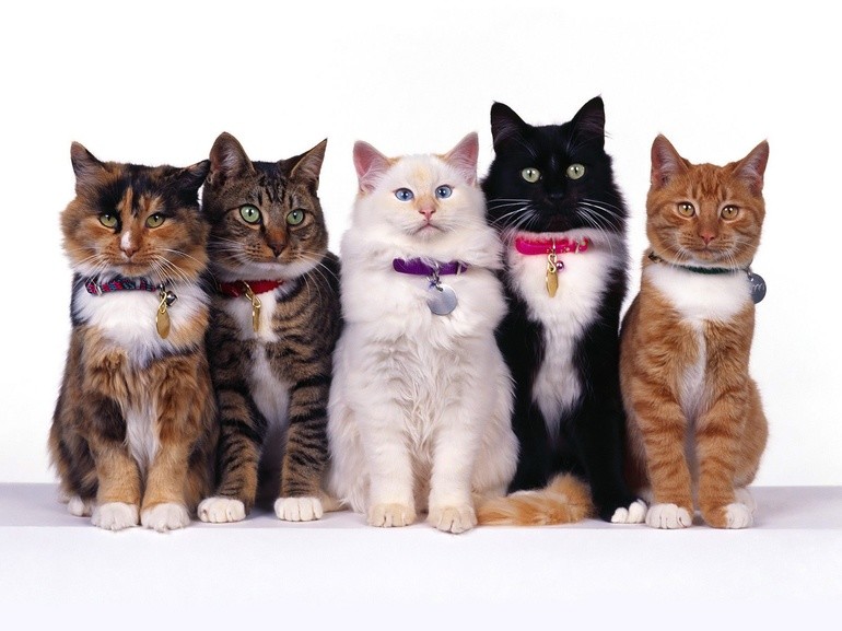 Самые ласковые породы кошек | Кошки и собаки Вики | Fandom