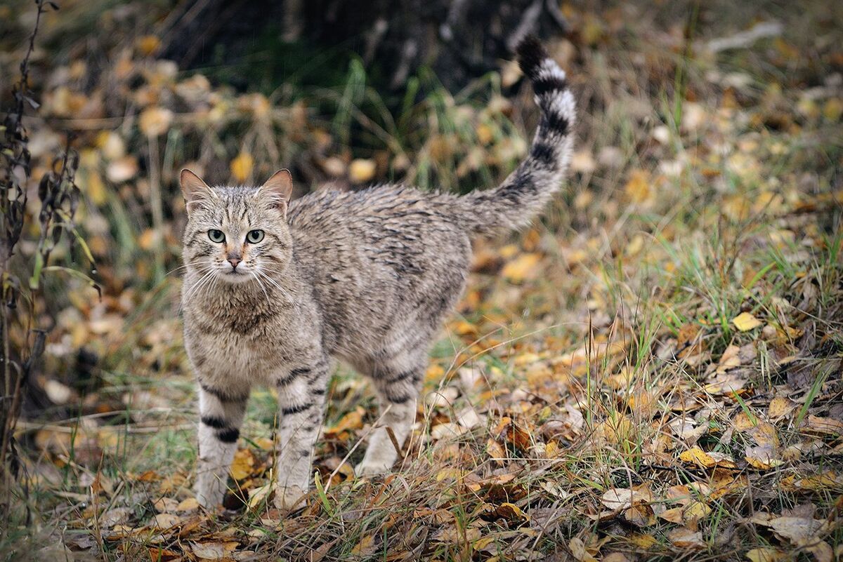 Кавказская лесная кошка описание. Кавказская Лесная кошка. Тебердинский заповедник Кавказская Лесная кошка. Кавказский Лесной кот ареал. Среднеевропейский Лесной кот.