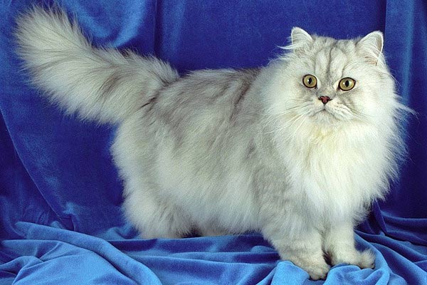 Персидская кошка | Кошки и собаки Вики | Fandom