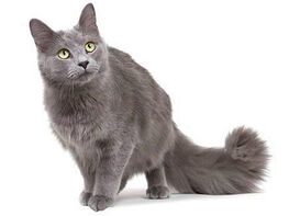 Grey nibelung