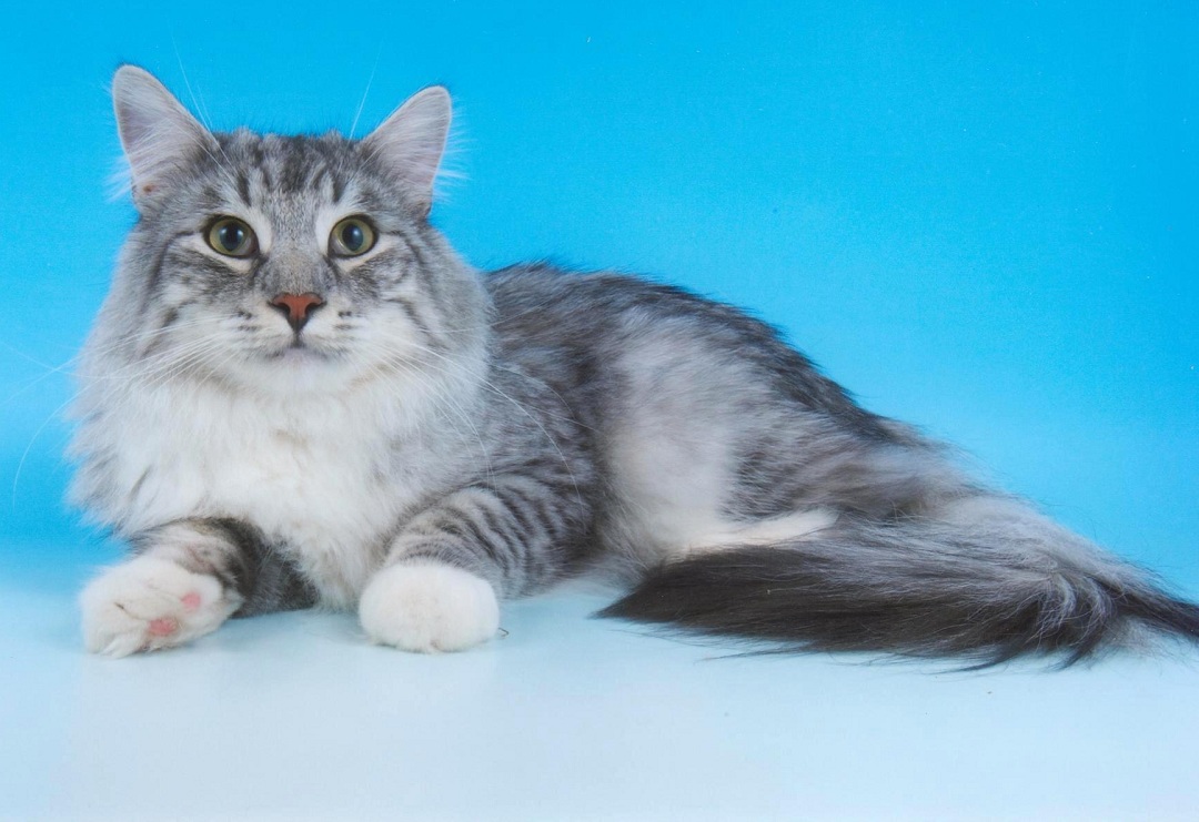 I will give in good hands a cross of the Norwegian forest cat. He is in a hurry,