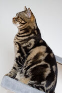 American-shorthair 5