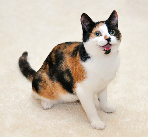 трехцветная кошка характер
