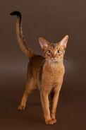 Abyssinian4