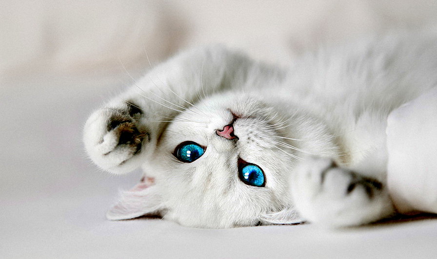 Белая киса. Милые коты. Красивые кошечки. Красивые котики. Белый котик с голубыми глазами.