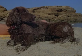 Dog at the beach with Jesse