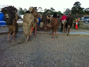 Wretched People heading back to base after wrapping day 5