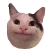 10163644516