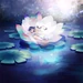 A Starry Night and a Single Flower