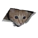 CeilingCaticon