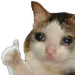Imokaycat