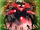 Overkill