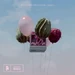 Chasingcloudsnormal