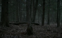 The  appears to  and 