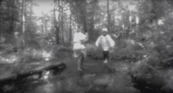  and  play in the wood